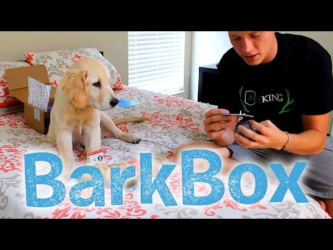 Cooper Opens his First Bark Box! - UC36MGPfPwOWafAXauiV4LdA