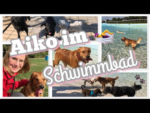 Hundeschwimmen im Freibad  - UCN3cbJKacEnB7jxTd3-Bz9Q