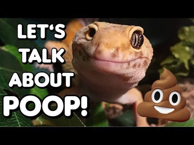 How Often Do Leopard Geckos Poop?