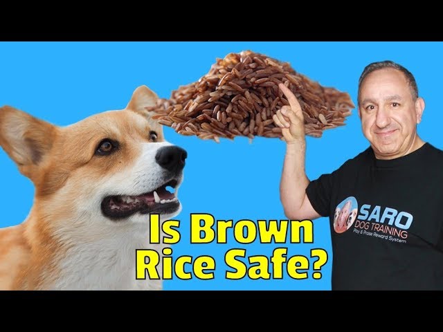 can-dogs-eat-brown-rice-hayfarmguy