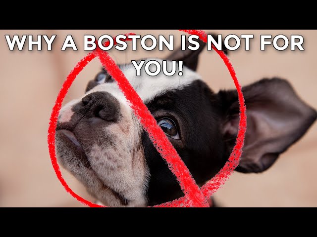 Boston Terriers Hockey Offers Fun for the Whole Family