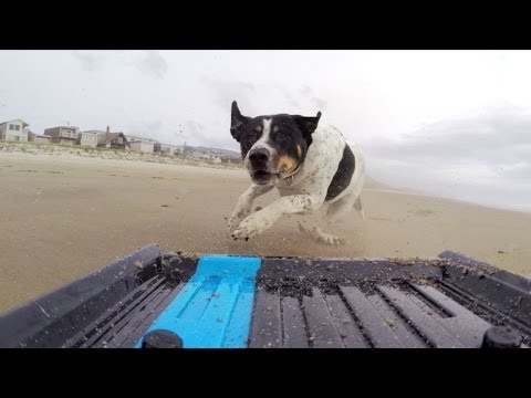 GoPro: Dog vs. Mini Truck - UCqhnX4jA0A5paNd1v-zEysw