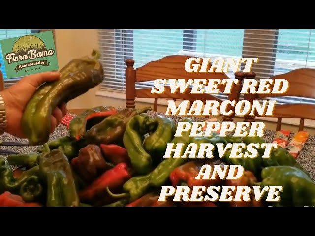 How To Preserve Giant Marconi Peppers?