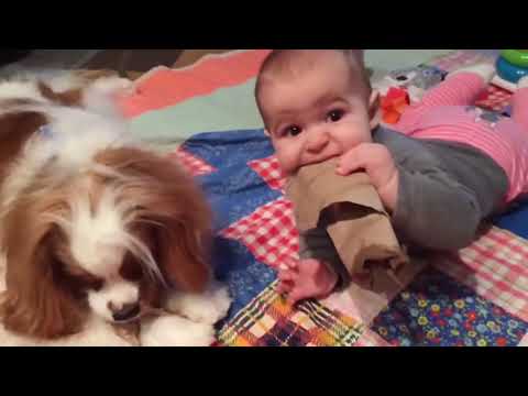 Cute Baby Playing With Dog Compilation Baby and Pets Video