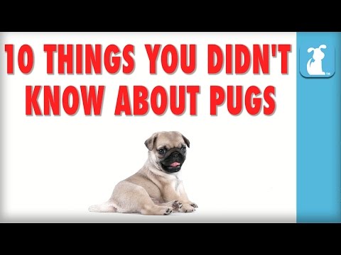 10 Things You Didn't Know About Pugs! - Puppy Love - UCPIvT-zcQl2H0vabdXJGcpg