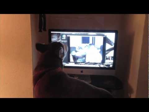 Dog and owner howling on webcam - UCTs-d2DgyuJVRICivxe2Ktg