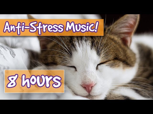 Introducing the Jazz Ballad – the perfect music for kitty cats!