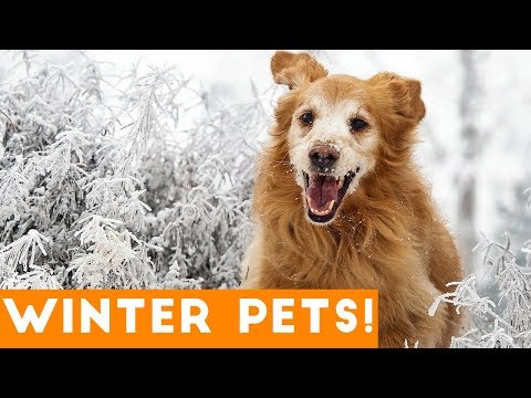 Funniest Winter Pet Video Compilation December 2017 | Funny Pet Videos - UCYK1TyKyMxyDQU8c6zF8ltg