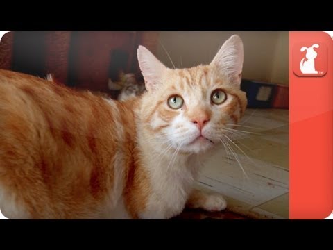 Unadoptables - Sweet, 3-legged cat searching for a home - UCPIvT-zcQl2H0vabdXJGcpg