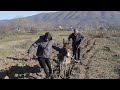 فيديو: المزارعون الفقراء في ألبانيا يعودون لتسخير الحمير في حراثة الأرض
