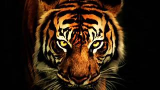 Survivor - Eye Of The Tiger (Audio)