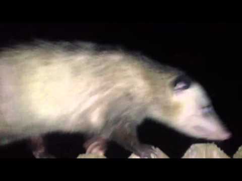 Possum walking on top of the fence - UCTs-d2DgyuJVRICivxe2Ktg