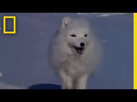 Arctic Fox Raids Polar Bear Kill | National Geographic - UCpVm7bg6pXKo1Pr6k5kxG9A