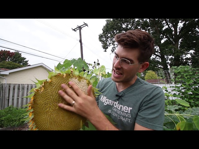 what-to-do-with-sunflower-heads-to-get-ideas