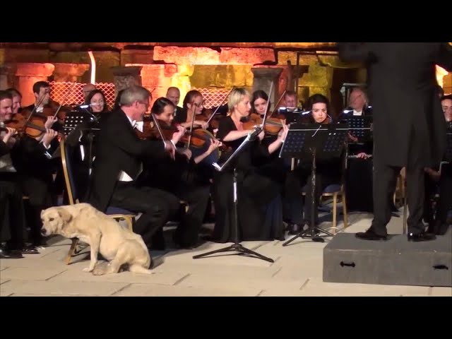Classical Music Fans Will Love These Dog Names