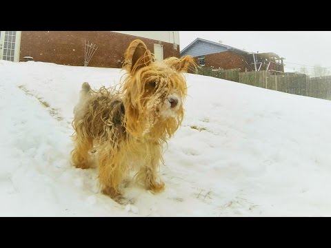 Playing With Popeye In The Snow - Our Cute Yorkie - TheRcSaylors - UCYWhRC3xtD_acDIZdr53huA