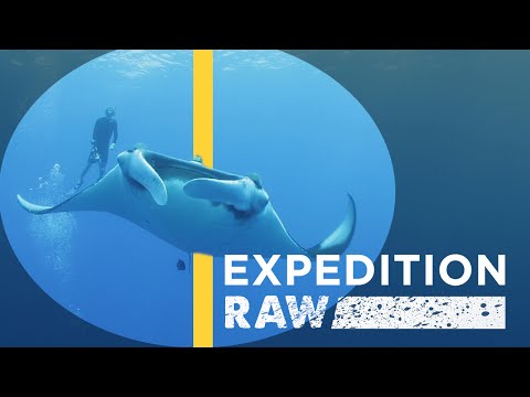 These Giant Manta Rays Just Want to Hang Out | Expedition Raw - UCpVm7bg6pXKo1Pr6k5kxG9A