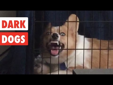 Dark Dogs | Funny Dog Video Compilation 2017 - UCPIvT-zcQl2H0vabdXJGcpg