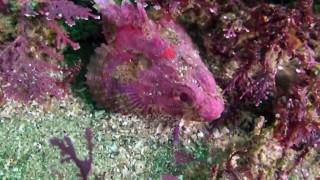 Digby Jones - Under the Sea - Ocean Wildlife Video HD
