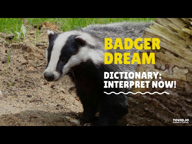 what-does-it-mean-to-dream-about-badgers-stuffsure