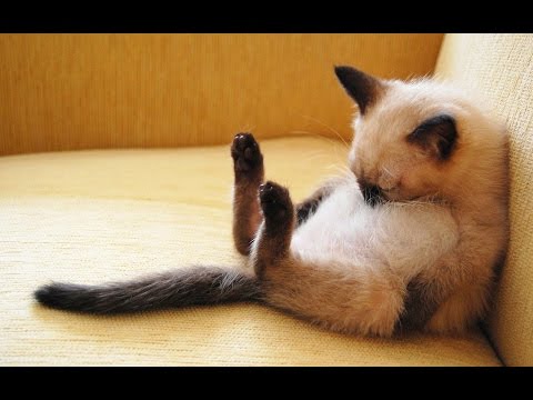 Ultimate funny and cute cat & dog compilation - Clips that will make your day - UC9obdDRxQkmn_4YpcBMTYLw