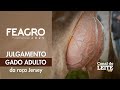 Feagro 2025 - Julgamento do Gado Adulto da Raça Jersey
