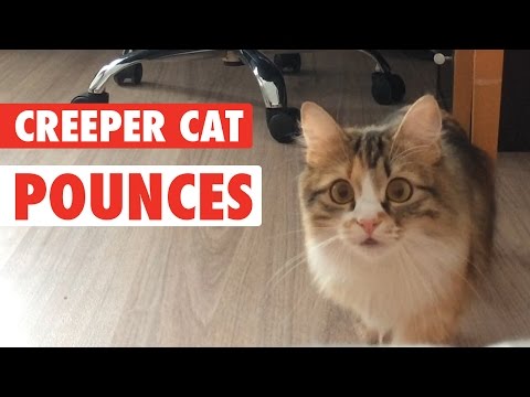 Kitty Cat Creeper || Cat Creeps to Camera - UCPIvT-zcQl2H0vabdXJGcpg