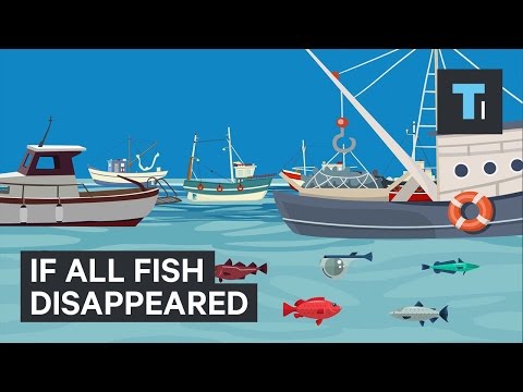 What would happen if all the fish disappeared? - UCVLZmDKeT-mV4H3ToYXIFYg