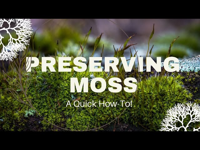 How To Preserve Moss?