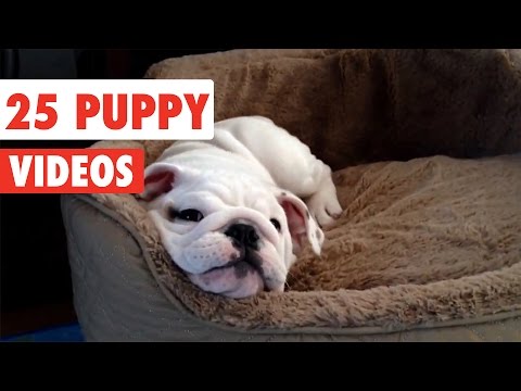 25 Puppy Videos Compilation 2017 - UCPIvT-zcQl2H0vabdXJGcpg