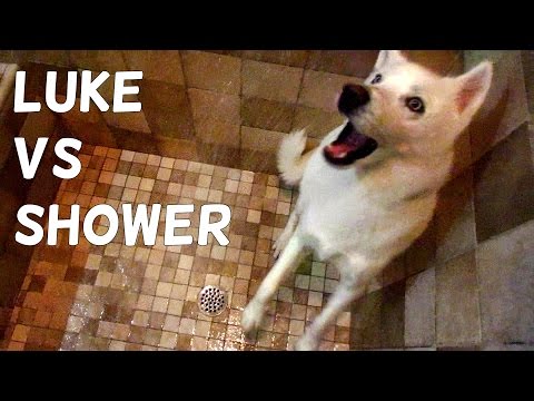 Cute Husky (Luke) vs Shower - UCkDbLiXbx6CIRZuyW9sZK1g