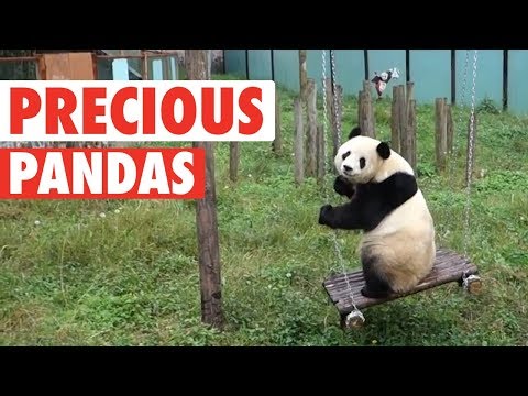 Precious Pandas Video Compilation 2018 - UCPIvT-zcQl2H0vabdXJGcpg