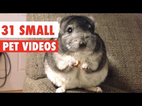 31 Small Pet Videos Compilation 2016 - UCPIvT-zcQl2H0vabdXJGcpg