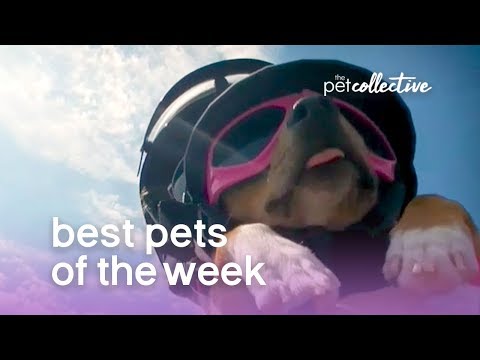 Best Pets of the Week - DARING DOGGO | The Pet Collective - UCPIvT-zcQl2H0vabdXJGcpg