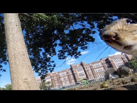 GoPro Awards: Squirrel Runs Off With GoPro - UCqhnX4jA0A5paNd1v-zEysw