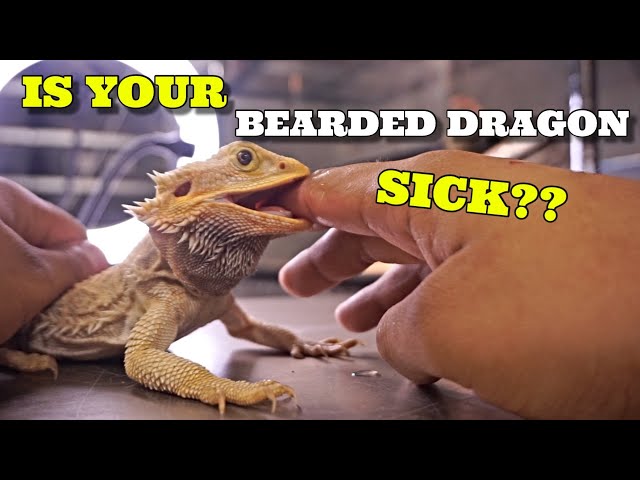 How to Tell If Your Bearded Dragon is Sick