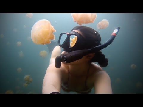 GoPro: Lost in Jellyfish Lake - UCqhnX4jA0A5paNd1v-zEysw