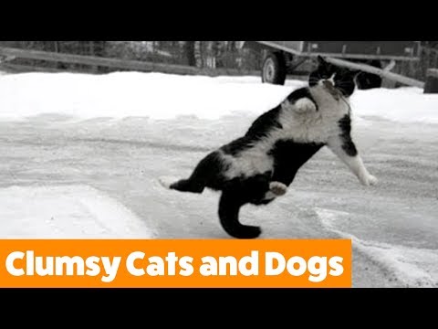 Funniest Clumsy Cats and Dogs | Funny Pet Videos - UCYK1TyKyMxyDQU8c6zF8ltg