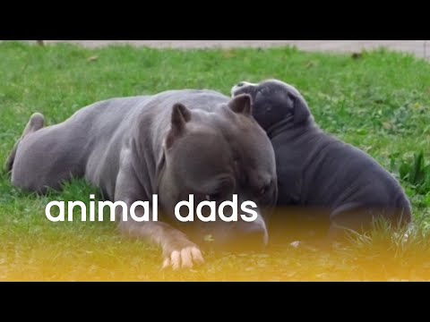 Animal Dads (Father's Day 2019) | The Pet Collective - UCPIvT-zcQl2H0vabdXJGcpg