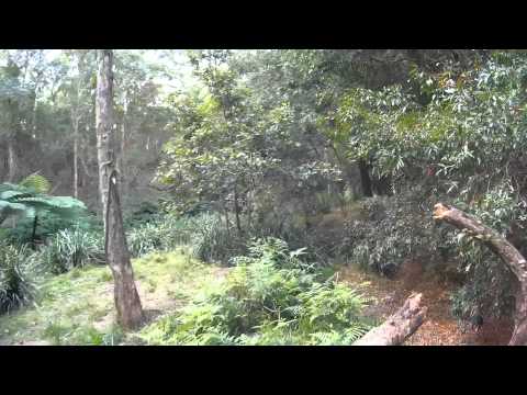 Bush Path Proximity // Blackout Mini H Quad // MT1306-10 // CC3D - UCkous_8XKjZkKiK5Qe13BXw