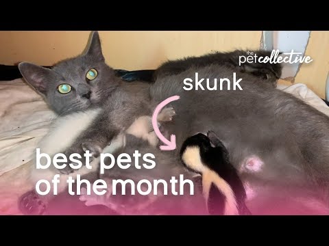 Best Pets of the Month (October 2019) | The Pet Collective - UCPIvT-zcQl2H0vabdXJGcpg