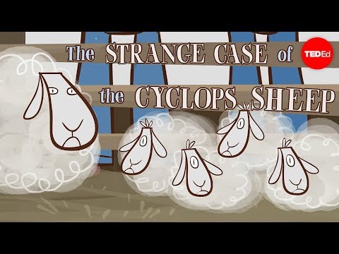 The strange case of the cyclops sheep - Tien Nguyen - UCsooa4yRKGN_zEE8iknghZA