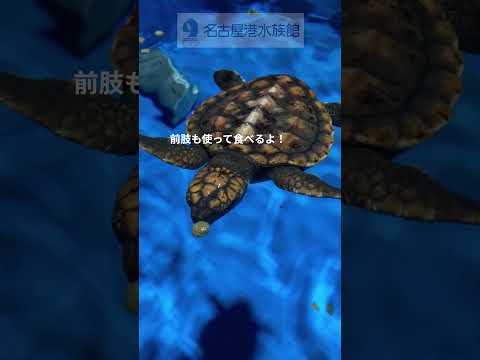 猫の動画サムネイル - エサの時間～アカウミガメ～ #shots #名古屋港水族館