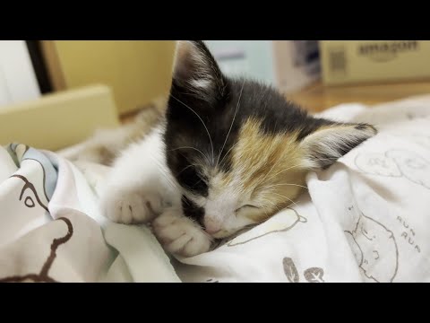 猫の動画サムネイル - 母猫が恋しい子猫を見ているとひのきの小さい時を思い出します。