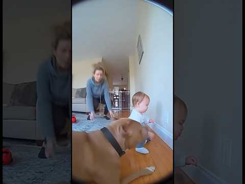 Indoor Camera catches Hero dog saving little boy from electric shock. ⚡️ 🐶 #hero #viral #subscribe