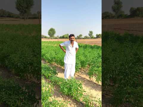 बात सही✅बोली है ना दोस्तों🙏 #comedy #comedyfilms #like #funny #desi #farmer #village #youtubeshorts