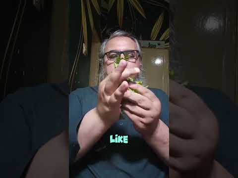 This Man Loves To Eat Coriander