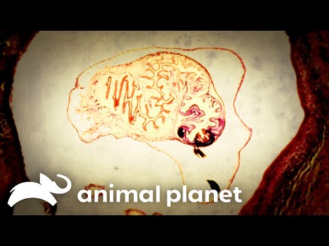 Brain Eating Parasite | Monsters Inside Me | Animal Planet