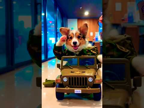 "He Just Got His Orders! 🔑 Saluting Corgi Takes the Wheel! 😂