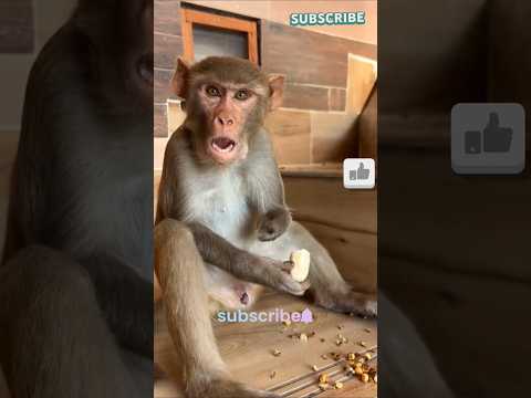 गुस्सैल टुंडा बंदर आया सीढ़ियों पर 🐒 | हाथ से खिलाया केला 🍌 | Monkey Shorts #shorts #trending